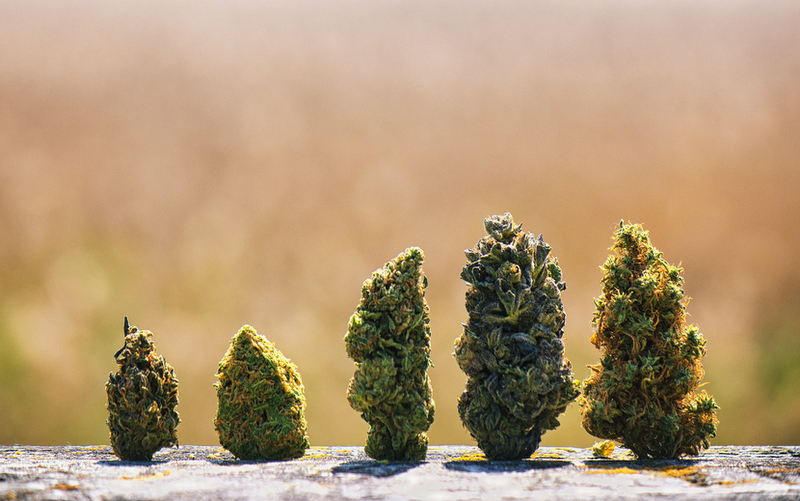 Cannabis & Improve Bud Quality