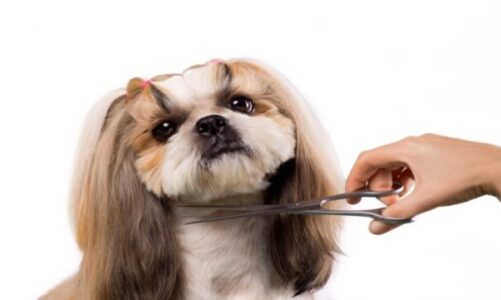 Top Tips For Finding the Best Dog Grooming Shears
